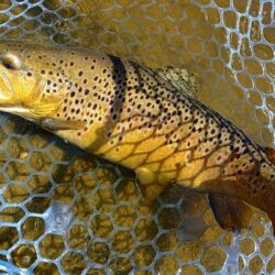 ユスリカ大量ハッチ ～岡崎トラウトポンド～